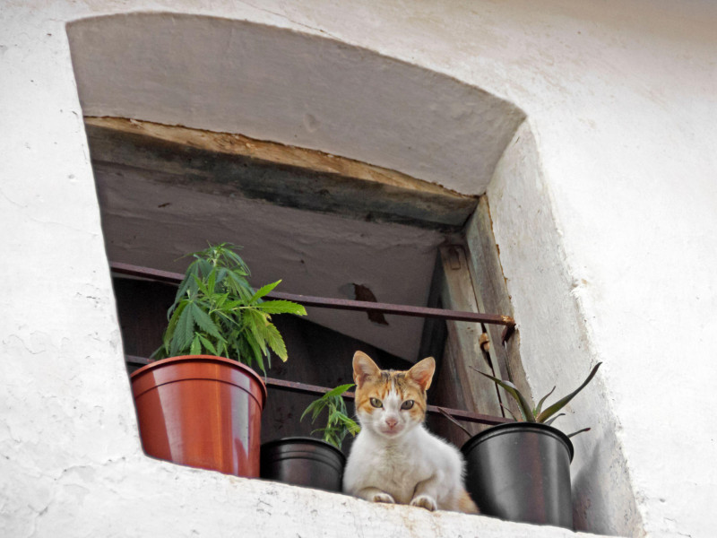Gato asomado en Losar de la Vera