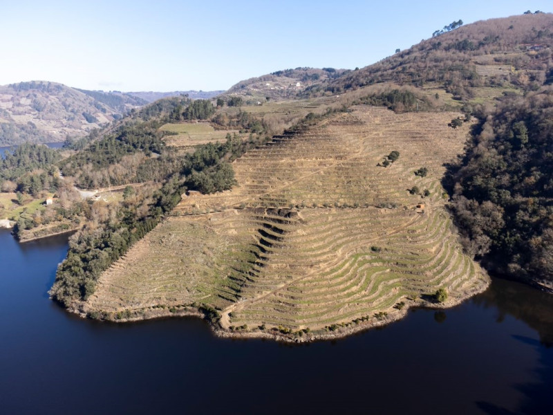 Bancales únicos sobre el Miño