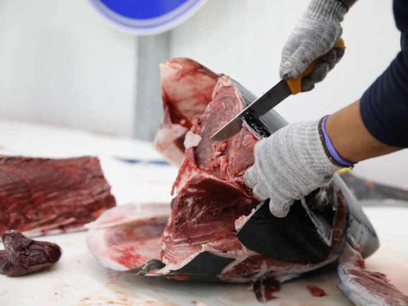 Una persona despieza un atún tras la ‘levantá’