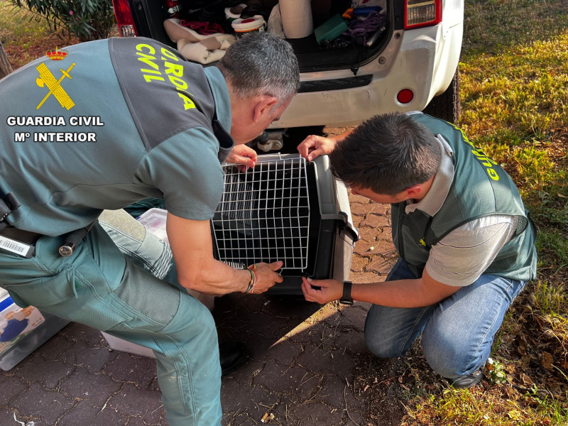 Momento en el que el SEPRONA rescata al corzo que estaba en un domicilio de Zaragoza.