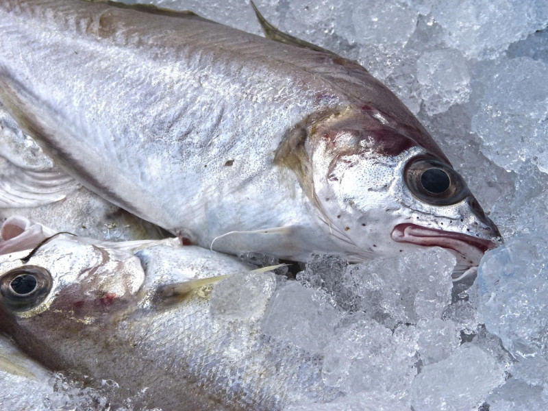 Imagen de un pescado en el mostrador.
