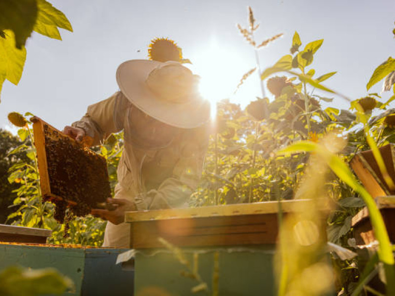 Apicultor trabajando con las colmenas