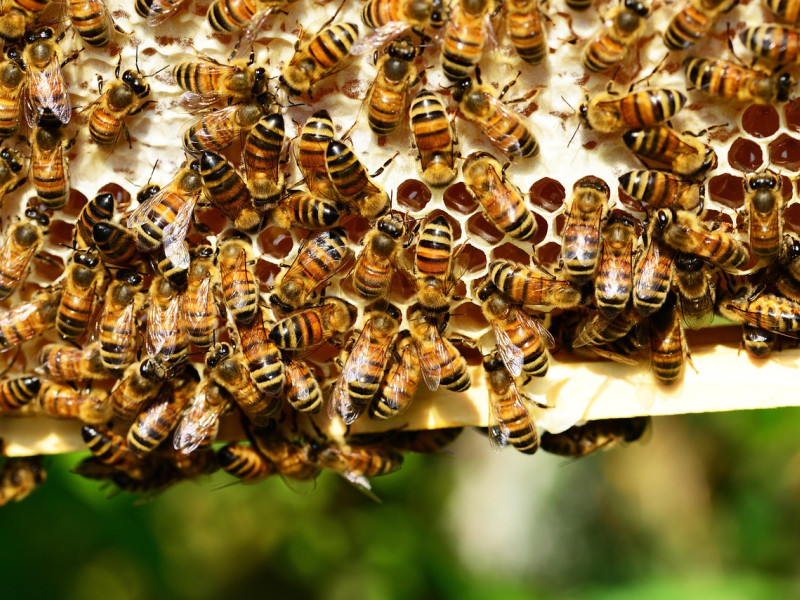 Panal de abejas