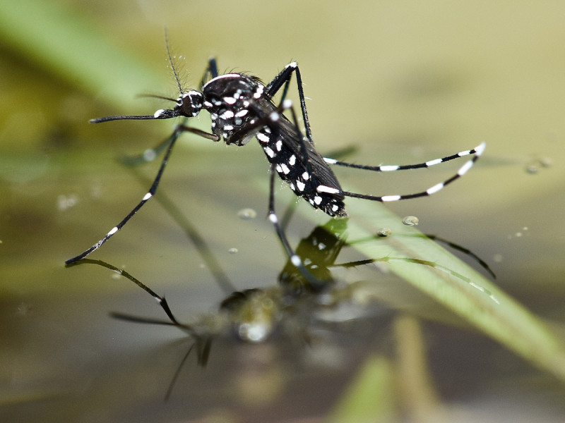 Evitar agua estancada