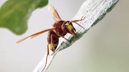 Como evitar ser atacado por un avispón oriental: las claves del comportamiento de esta especie invasora