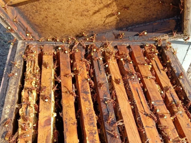 Imagen de ejemplares de avispón oriental