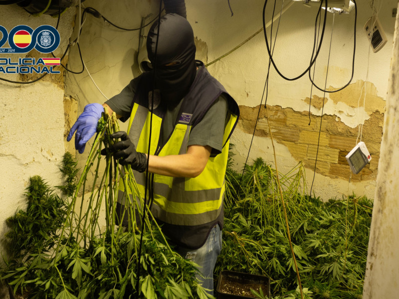Nueve detenidos por tráfico de marihuana