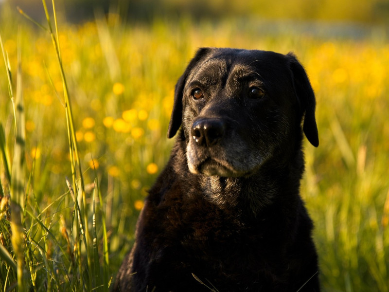 Perro al aire libre