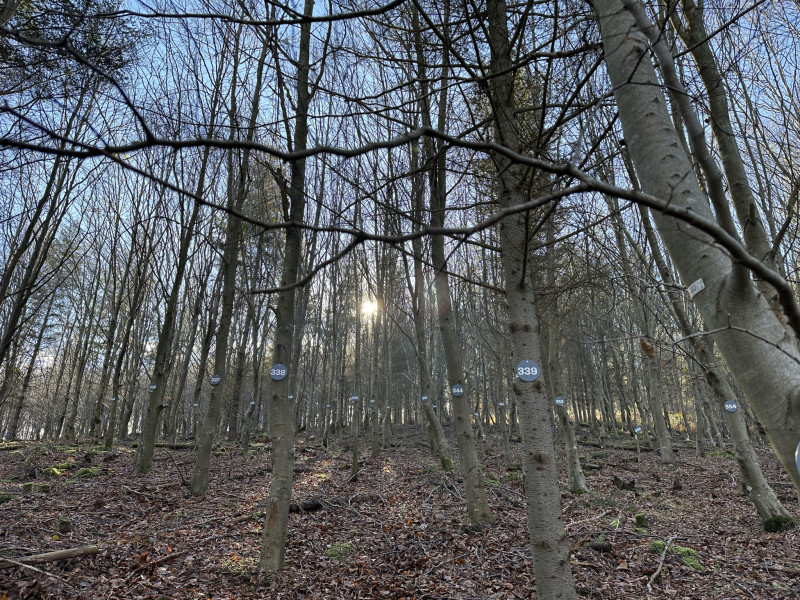 El marteloscopio, un aula para simular estrategias de gestión forestal sin alterar el entorno natural