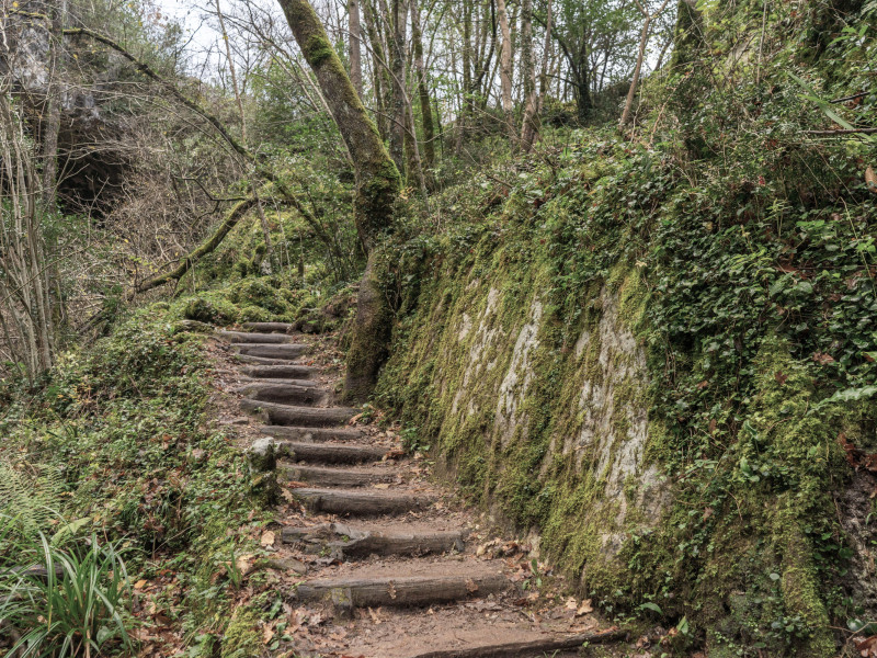 Una escalera de madera sube por la ladera de una colina, bordeada de exuberante musgo verde y plantas densas.