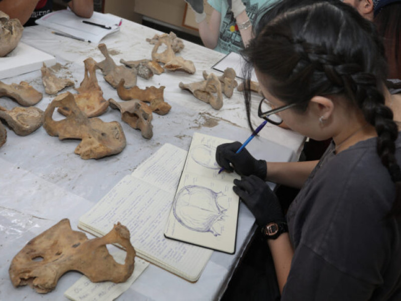 Analisis de restos oseos aparecidos en la restaruación de la capilla de san Isidrode la Catedral de Palencia, en la imagen la arqueóloga, Emma Bonthorne, junto a algunos de los alumnos estudiantes de antropología de diversos paises