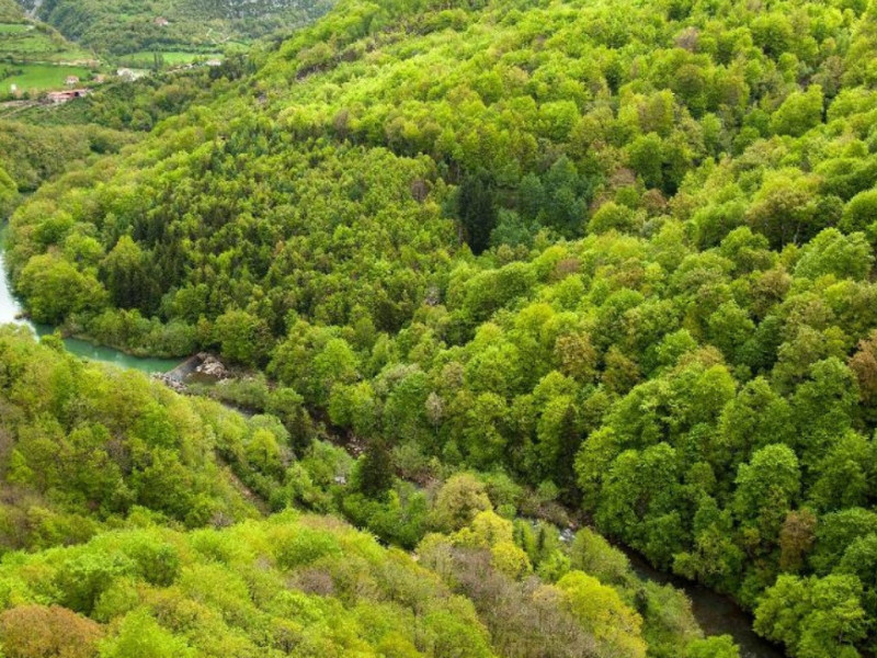Bosque del Irati, al norte de Navarra
