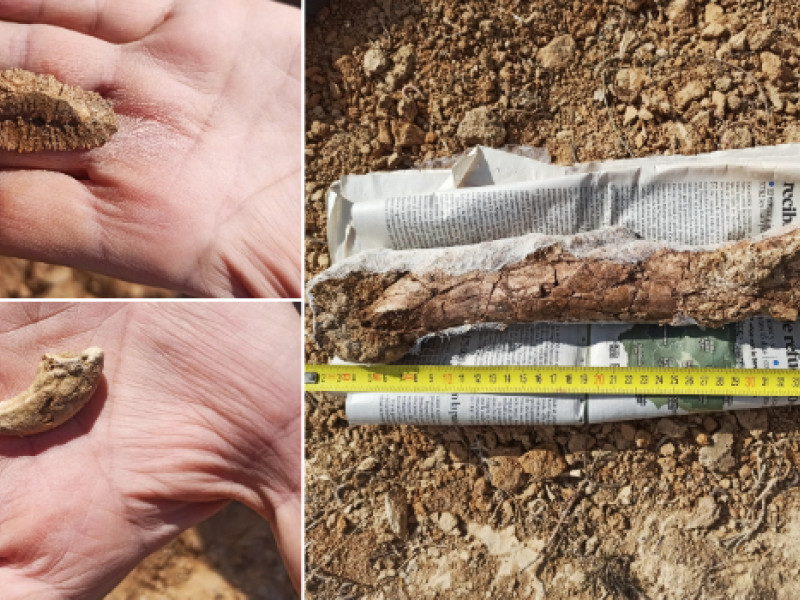 Fósiles hallados de garra o falange ungueal del pie, junto a un elemento de la armadura dérmica y un hueso largo (fémur) de Iberosuchus