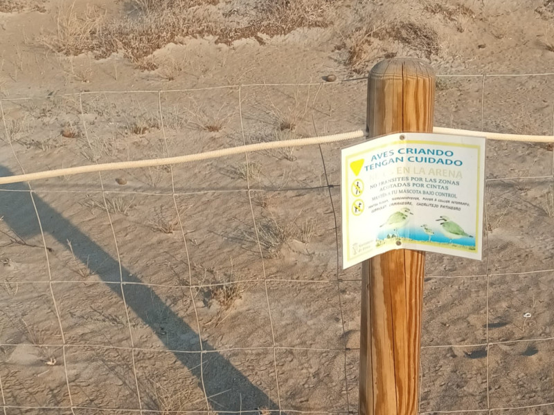 Zona abalisada a les dunes de les Marines, protegit per preservar l’hàbitat del corriolet camanegre