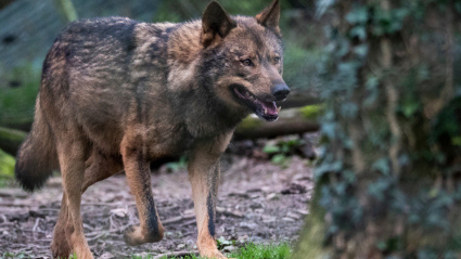 Once comunidades exigen el cese de Hugo Morán por hacer público el informe del lobo