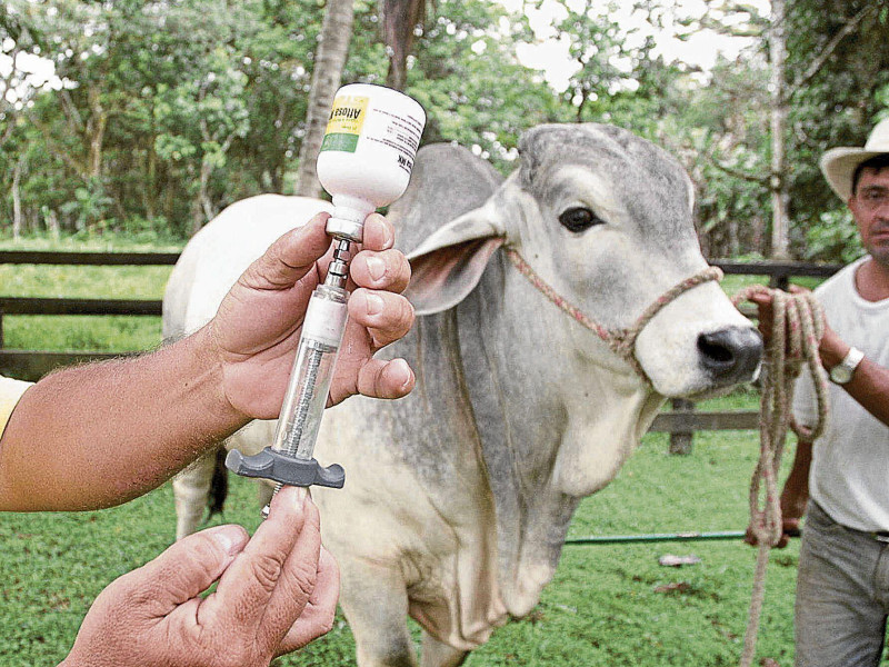 Vacunación contra la fiebre aftosa
