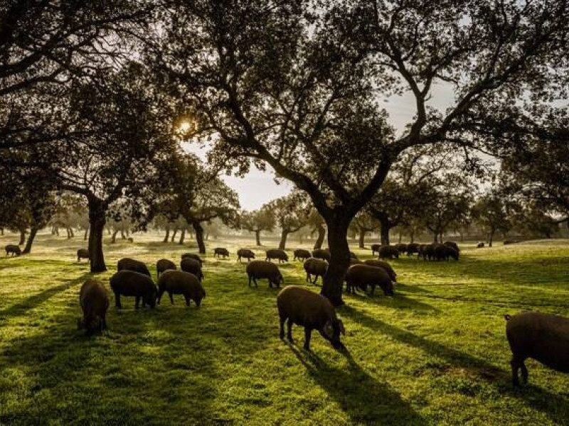 Dehesa