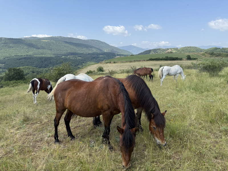 Un ramat de cavalls pasturant en llibertat.