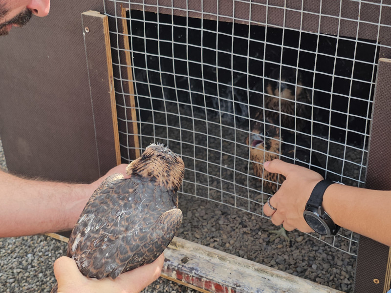 Tècnics posant una cria de falcó en una de les caixes niu que s'han instal·lat a Lleida
