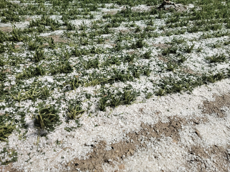 En un cereal estimamos una producción entre 8.000 y 10.000 kilos