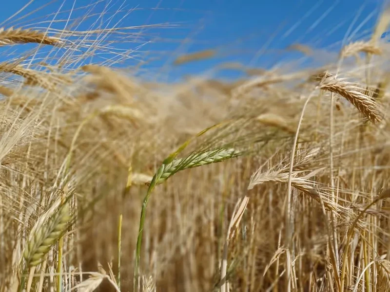 Buenas perspectivas para la cosecha de cereal en Castilla y León