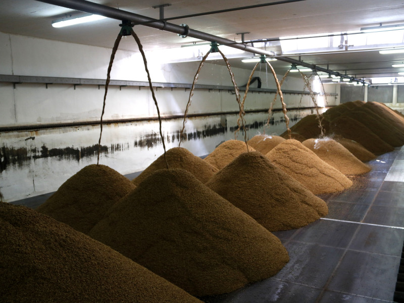 Cebada en proceso de elaboración de la malta para hacer cerveza en la maltería la Moràvia de Bell-lloc d'Urgell, Lleida.