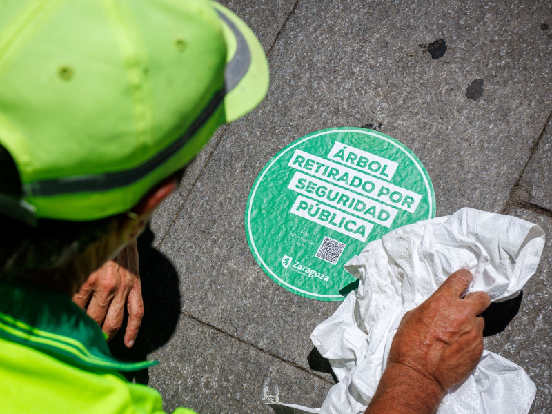 Pegatinas situadas en el lugar de los árboles talados de la Avenida César Augusto