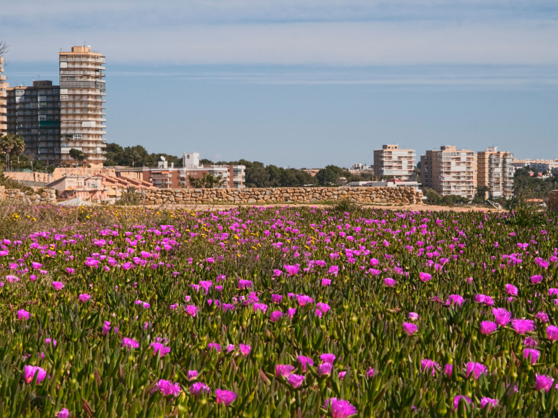 Flores frente a los edificios de Pilar de la Horadada