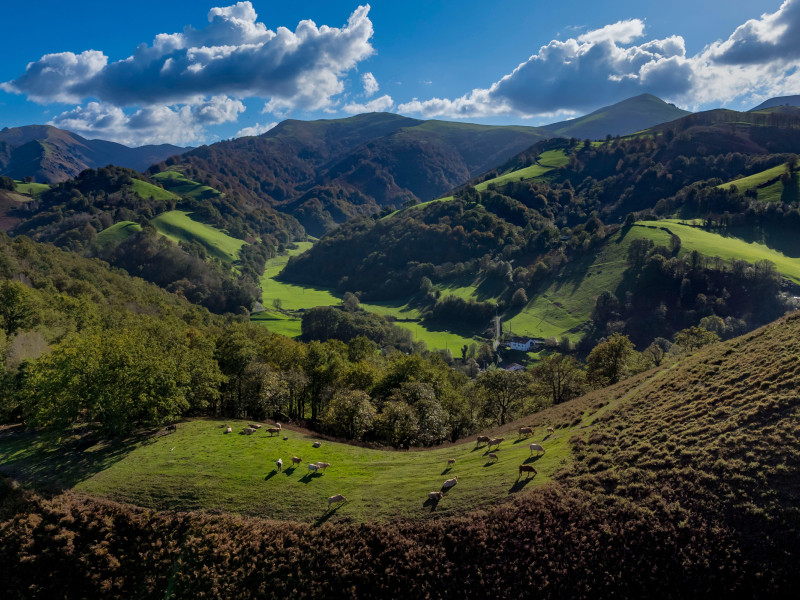Valle de Aldudes, vacas en la cima de la colina Elizamendi sobre Urepel, Kintoa (país de Quint) al sur del valle que se extiende a ambos lados de la frontera española al fondo.