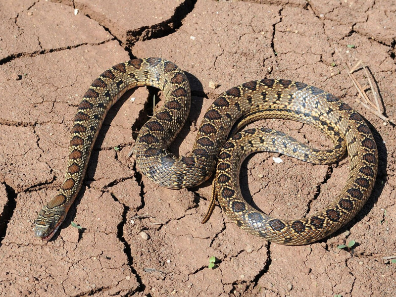 Serpiente de Herradura