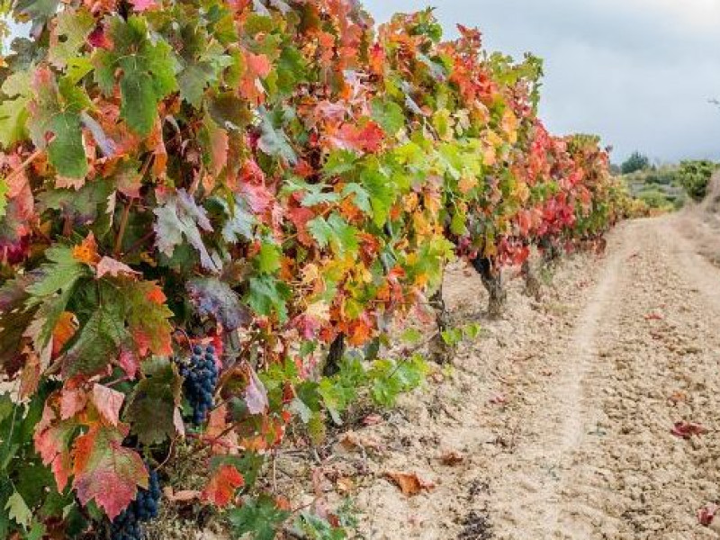 Viñedo en Laguardia