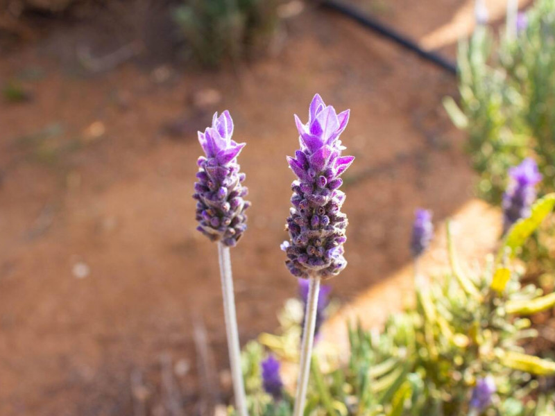 Campo de lavanda