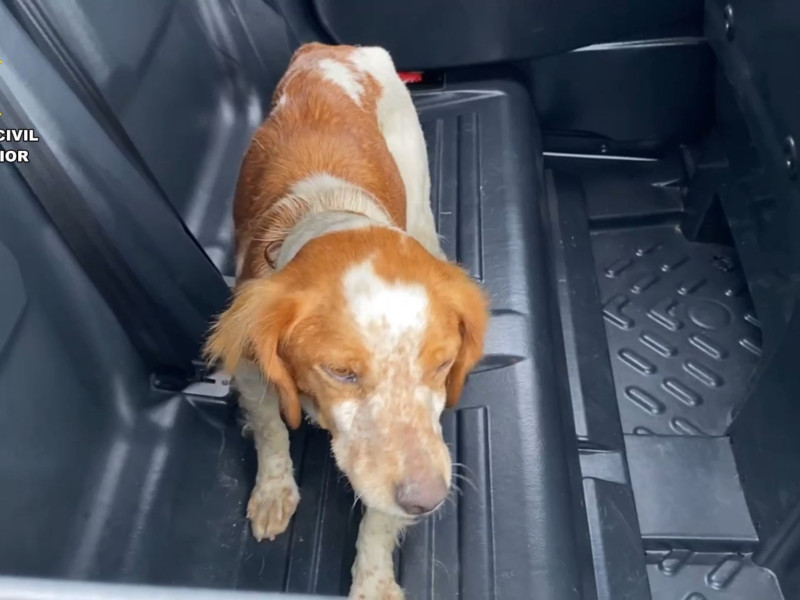 Final feliz tras el rescate de un perro atrapado en una balsa de riego
