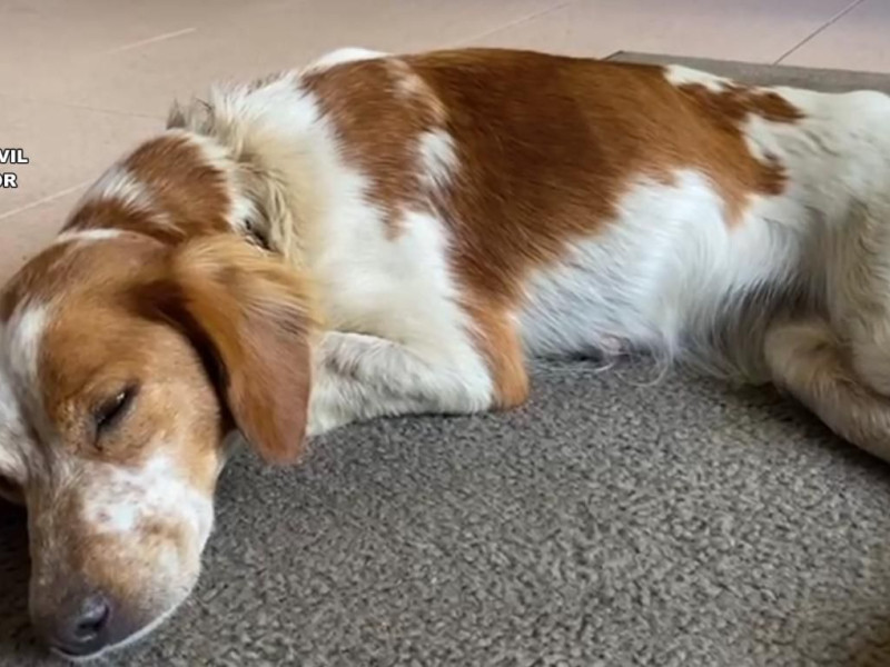 El perro descansa tras el esfuerzo realizado