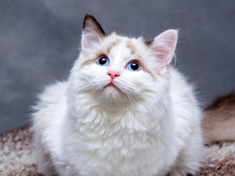 Sus ancestros, como el gato montés africano, dependían de la caza para sobrevivir, y esa herencia se refleja en comportamientos como acechar, saltar o fijar la mirada.