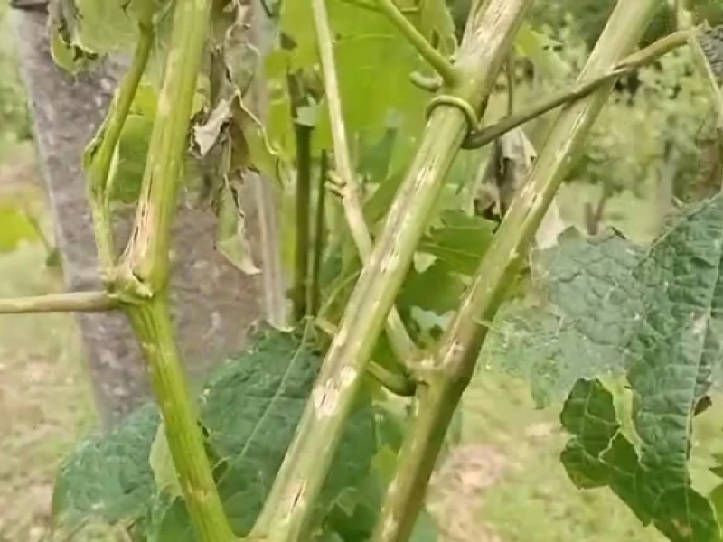 Daños en viñedo (Archivo)