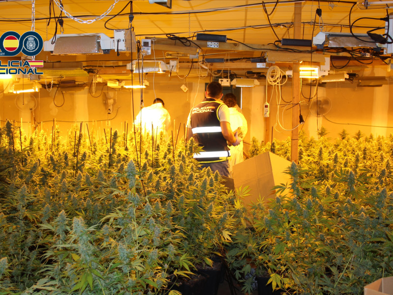 Otra imagen de las plantaciones desmanteladas