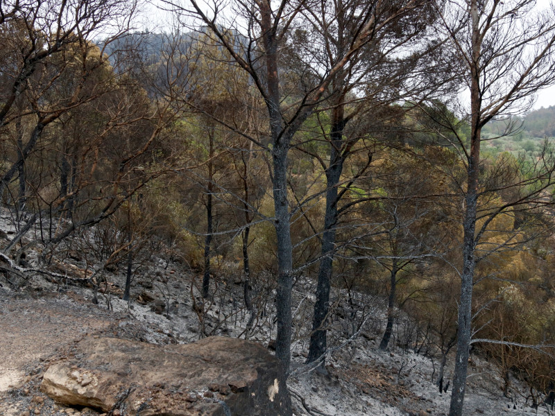 El lunes por la tarde, el incendio ya había alcanzado las 1.500 hectáreas, afectando principalmente el Parque Natural de Els Ports
