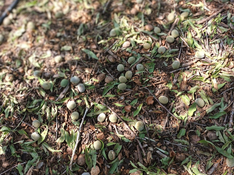 Efectos del granizo en almendros de Caudiel