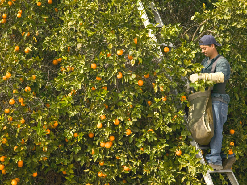 Agricultor recolectando naranjas valencianas