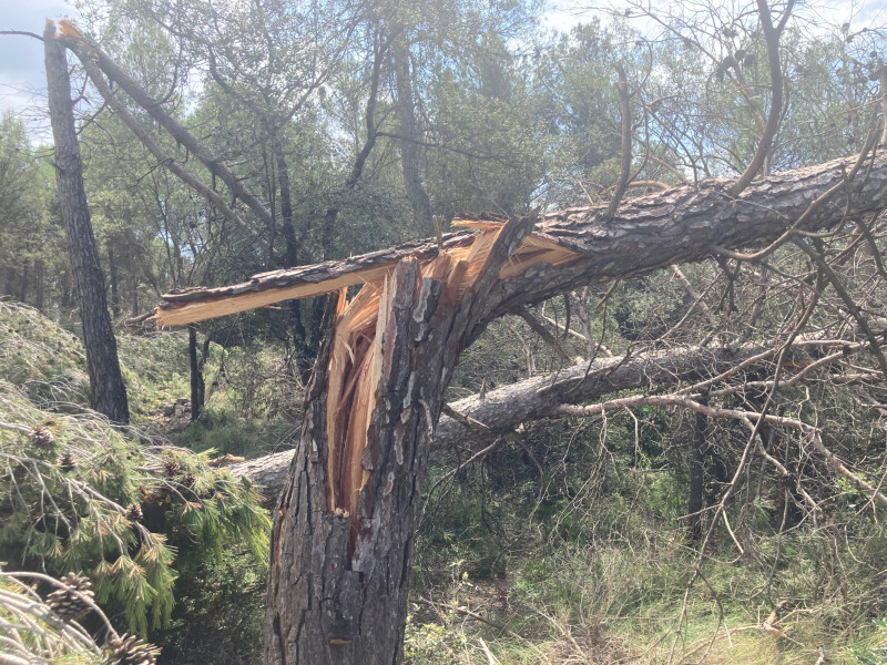 Árbol destruido por la ráfaga descendente de 5 de julio en Bages.