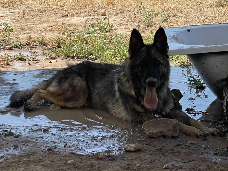 Perro en adopción