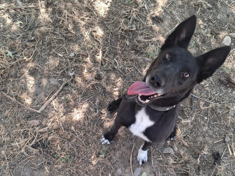 Perro en adopción