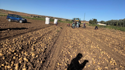 Un empresario de Castilla y León que contrata a temporeros: “No había gente para el campo”