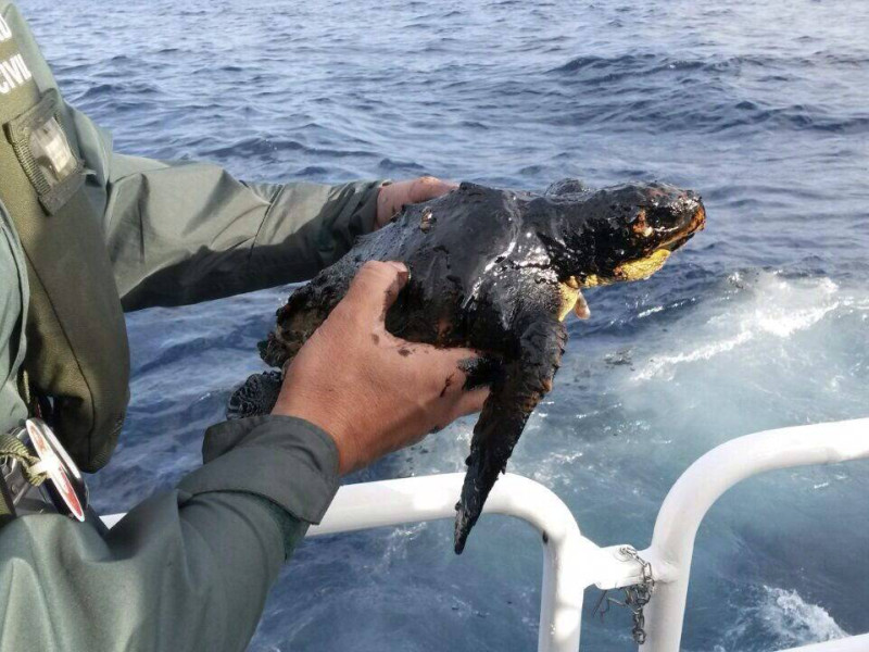 Tortuga afectada por un vertido de fuel-oil