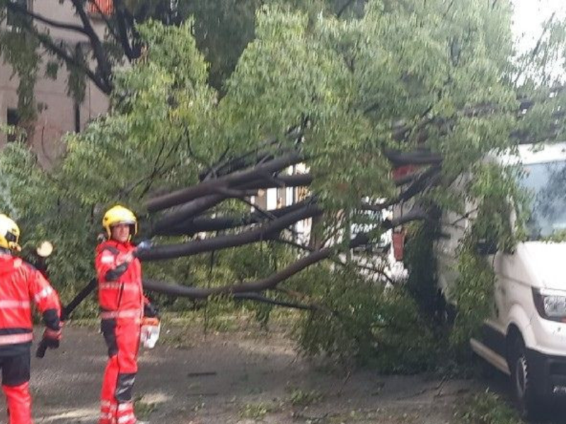 Los bomberos atienden una alerta sobre un árbol caído en Terrassa