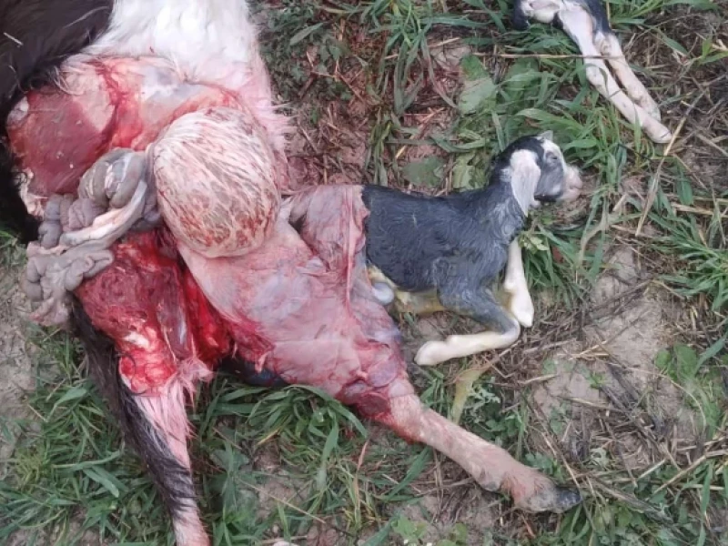 Ataque de lobo en Arbancón