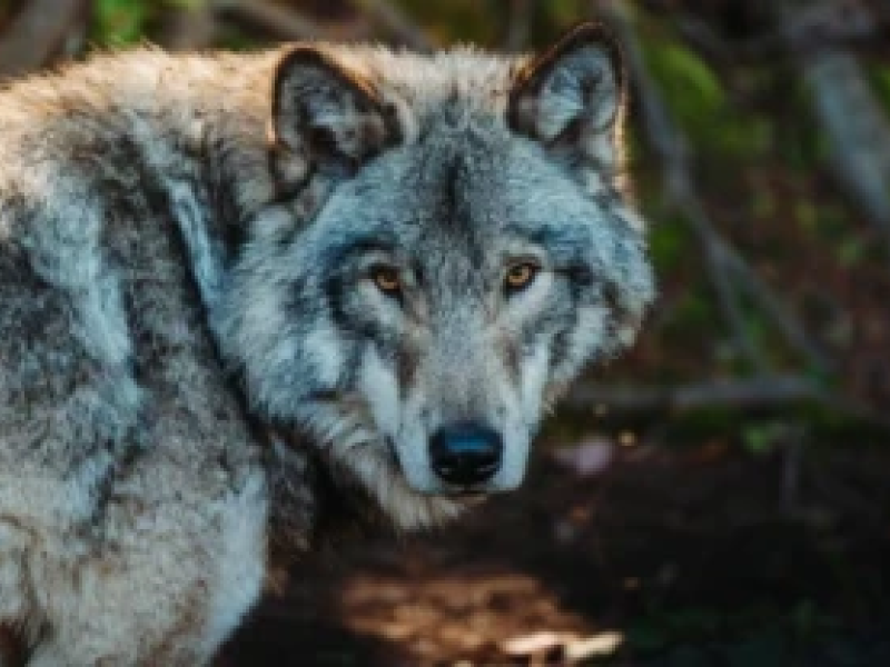 Lobo