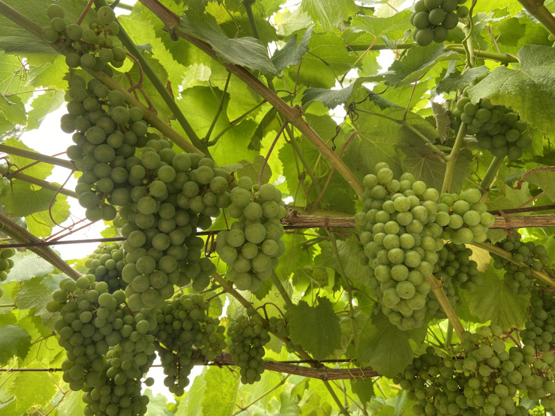 Viñedo con uvas de la variedad Albariño