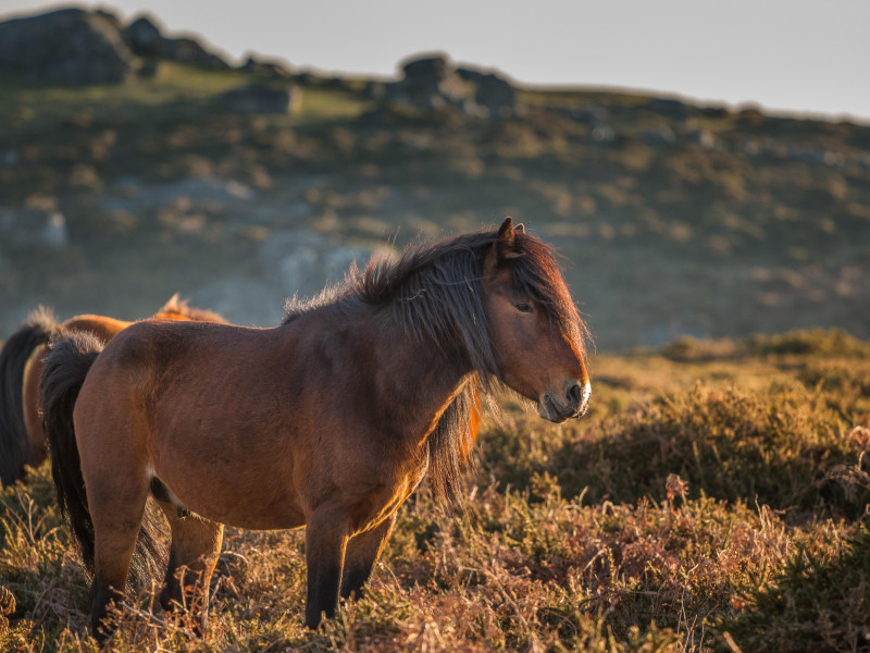 Caballo salvaje en las montañas de A Serra do Cando, Galicia